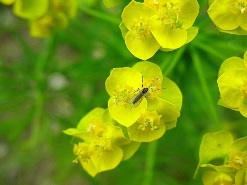 Euphorbia cyparissias / Euforbia cipressina